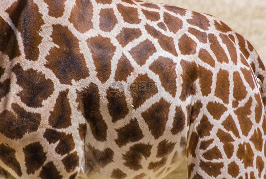 Giraffe皮肤背景图片