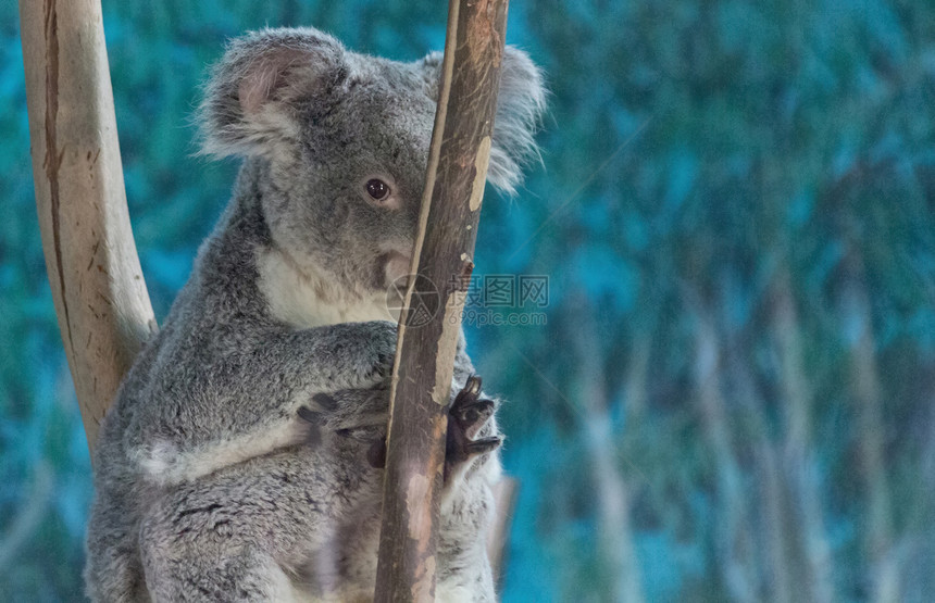 Koala在树枝上放松图片