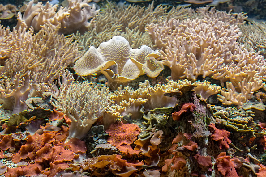 美丽的珊瑚礁图片
