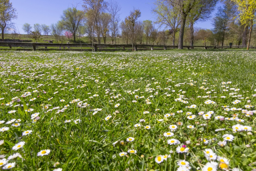 绿草地满鲜花白图片