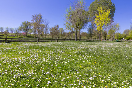 绿草地满鲜花白图片