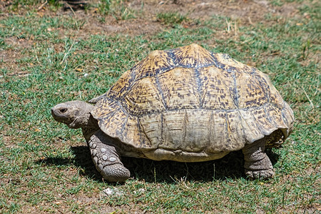 大型的乌龟胡椒背景图片