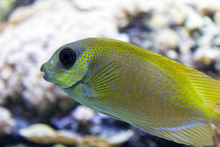 黄热带鱼图片