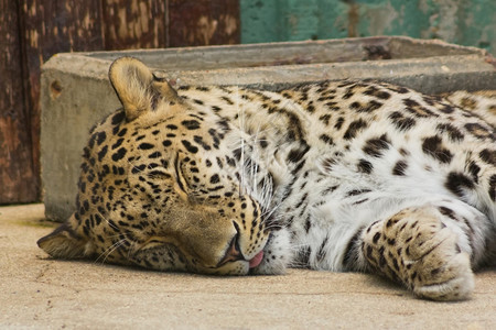 沉睡的豹背景图片