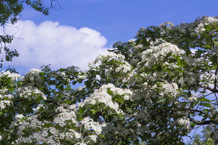 大灌木丛中白花图片