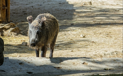 欧洲野猪图片