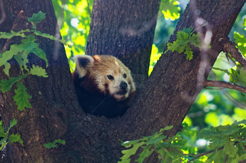 红熊睡在树上图片