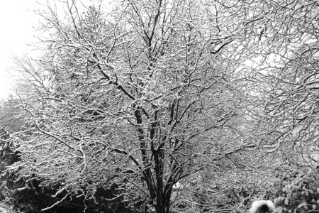 冬天的雪树图片