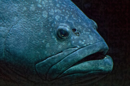 大鱼冷水蓝色图片