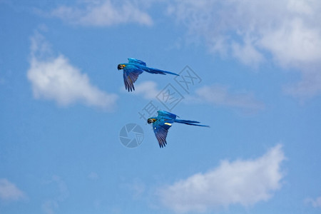 飞行中有黄壳的蓝色鹦鹉高清图片