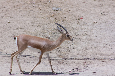 在太阳中行走的Gazelle图片