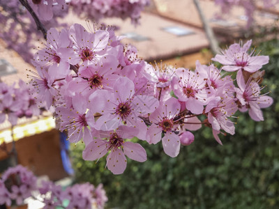 普鲁奈树上的粉红色花图片