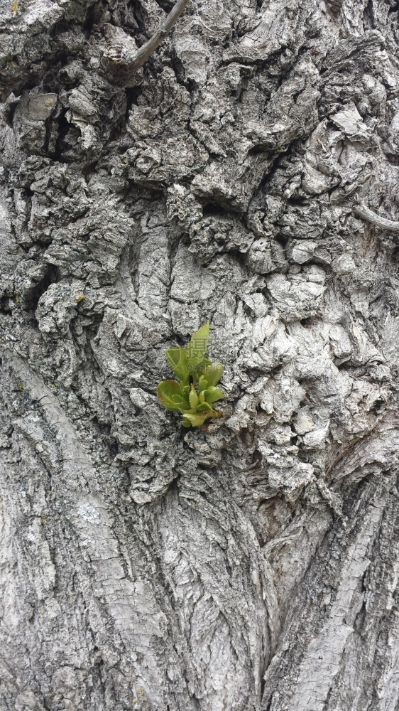 树皮背景生绿芽图片