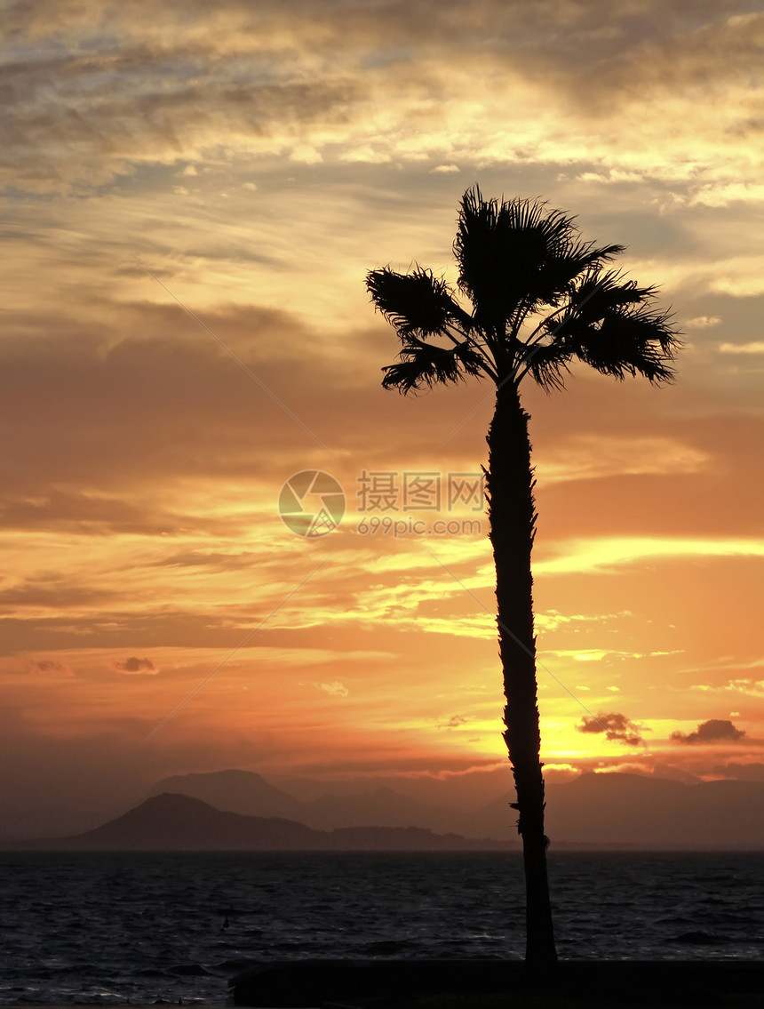 日落时海边的椰枣树图片