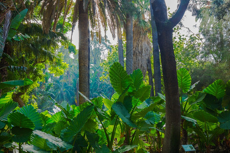 雨林中有大量巨太郎的叶背景图片