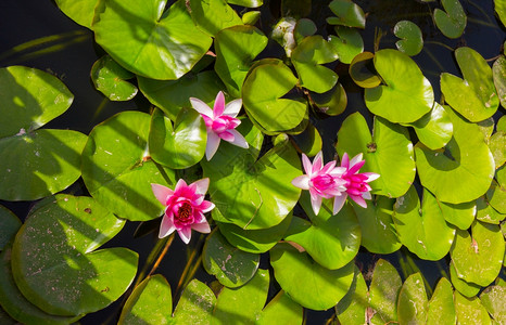池塘或湖中的莲花图片