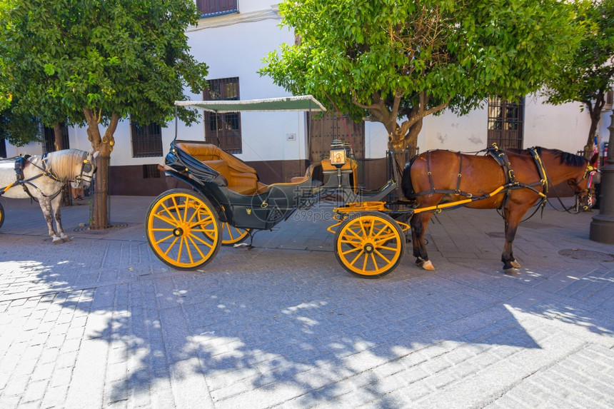 典型的安达卢西亚马匹在班牙塞维利亚骑马图片