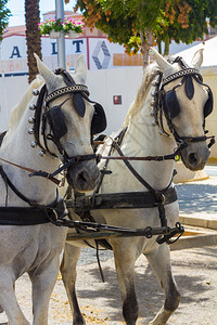 白的安达卢西亚马匹配有装带拉马车图片