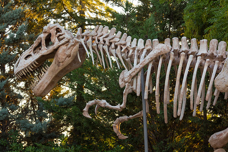 古代恐龙恐龙暴雷克斯的骨骼背景