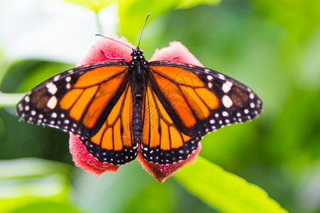 君主橙色和黑的漂亮蝴蝶背景