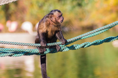 卷尾猴在绳子上行走无尾卷尾猴背景图片