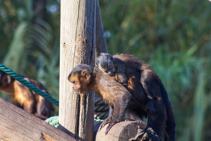 卡普金猴子在背部走来去Cebusapella图片