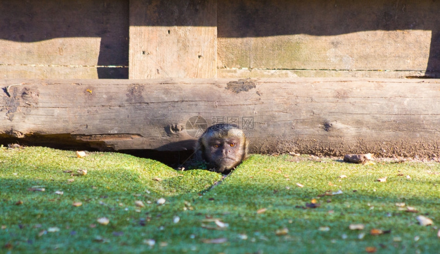有趣的小卡普琴猴子用木头刺Cebusapella图片