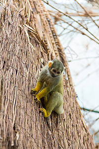黄松鼠猴赛米利亚科高清图片
