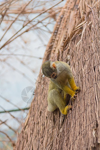 黄松鼠猴赛米利亚科高清图片