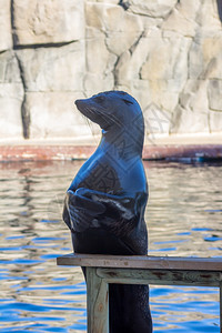 海狮在做有趣的事情加州海狮高清图片