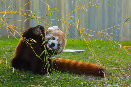 红熊猫或小熊猫大熊猫图片