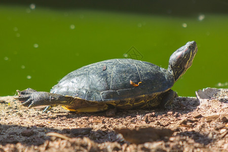 红耳乌龟伸腿晒太阳图片