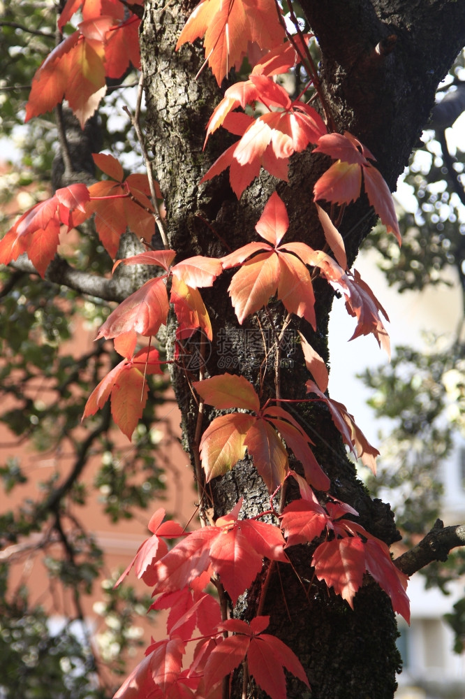 秋天有红树叶的爬虫图片