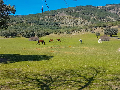 马在草地上吃高清图片
