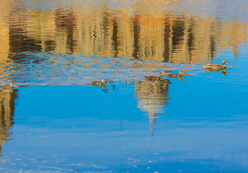 鸭子家庭在宁静的河流中游泳图片