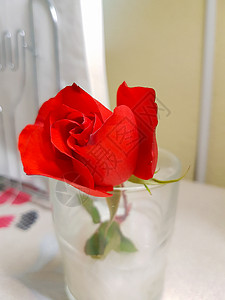 白桌上的红玫瑰高清图片