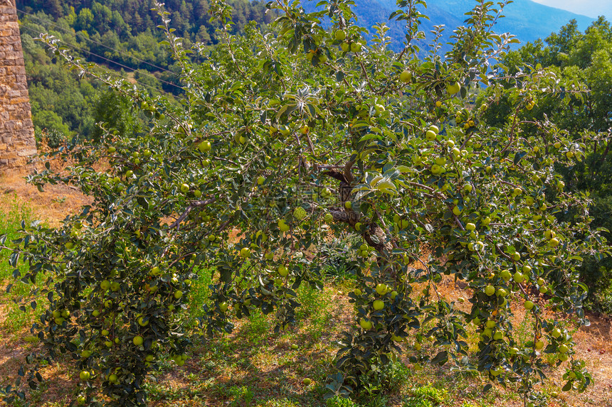 田里的苹果树图片