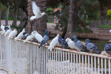 白鸽子和在公园的栏杆上图片