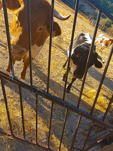 隔壁一扇门旁边的牛图片
