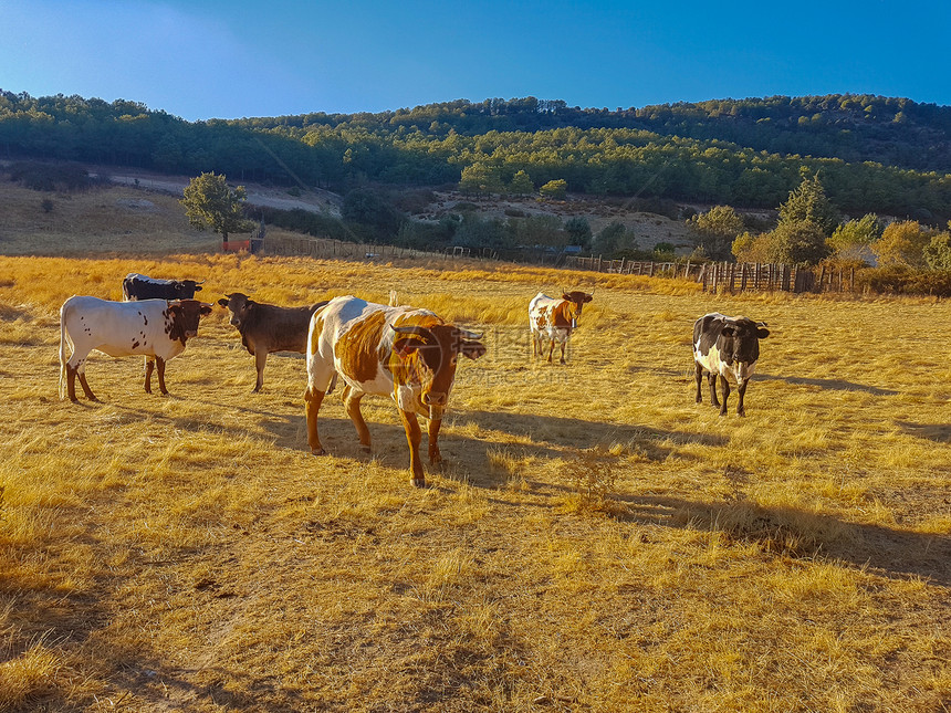 牛群在草地放牧图片