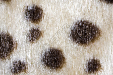 豹纹织物背景纹理背景图片