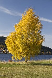 湖边美丽的黄树秋天风景图片