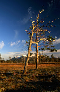 秋天田里的孤树背景图片