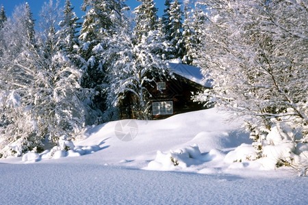 森林中的雪小屋图片