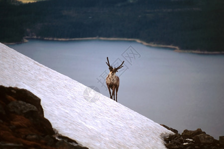 一只驯鹿站在湖边图片