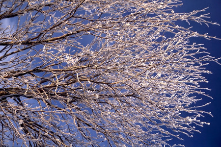 在阳光明媚的天有蓝白雪树枝图片