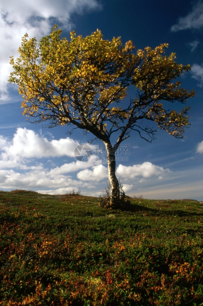 秋天山上孤单的树蓝色天空和黄叶子图片