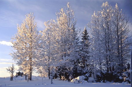 美丽的冬季雪树景观背景图片