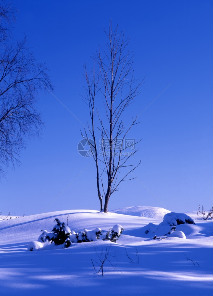 美丽的冬季风景一棵干枯树有雪和蓝天空图片