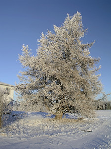 美丽的冬季树木景观图片